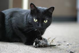 A cat with a dead mouse.